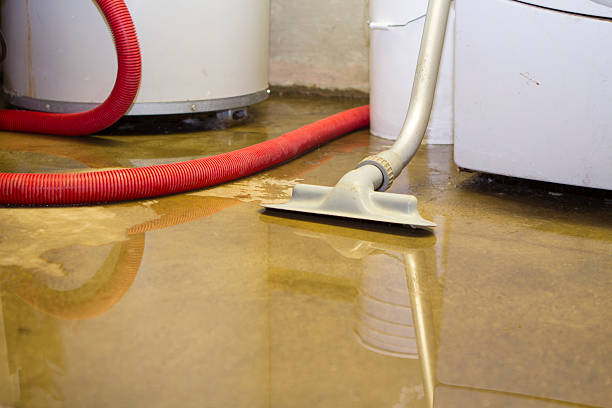 Best Mold removal after water damage  in Spencer, WV